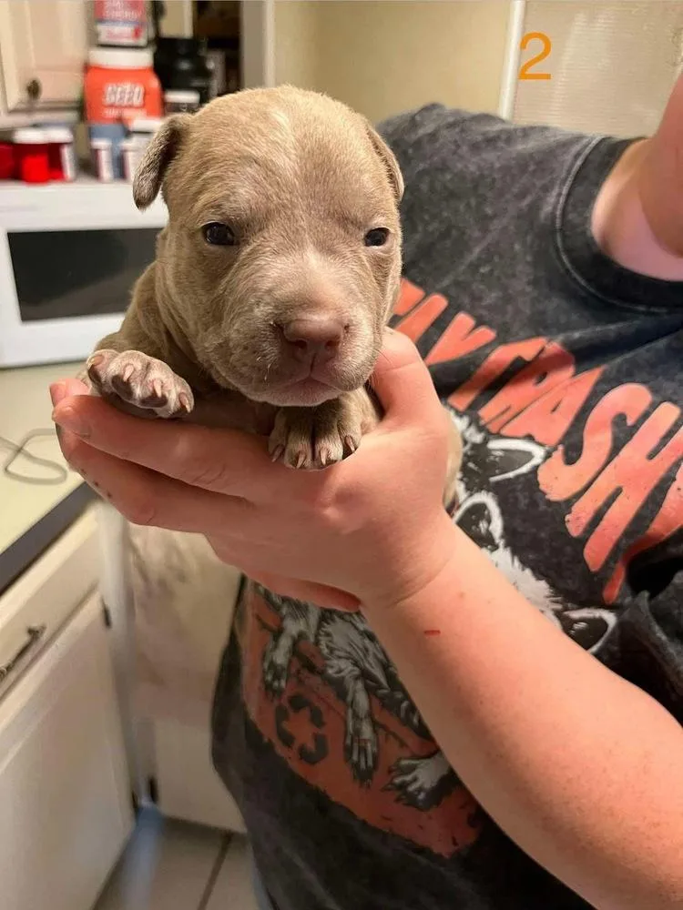 A baby large-sized male Yellow / Tan / Blond / Fawn Pit Bull Terrier dog named Cheddar for adoption in Shawnee, OK