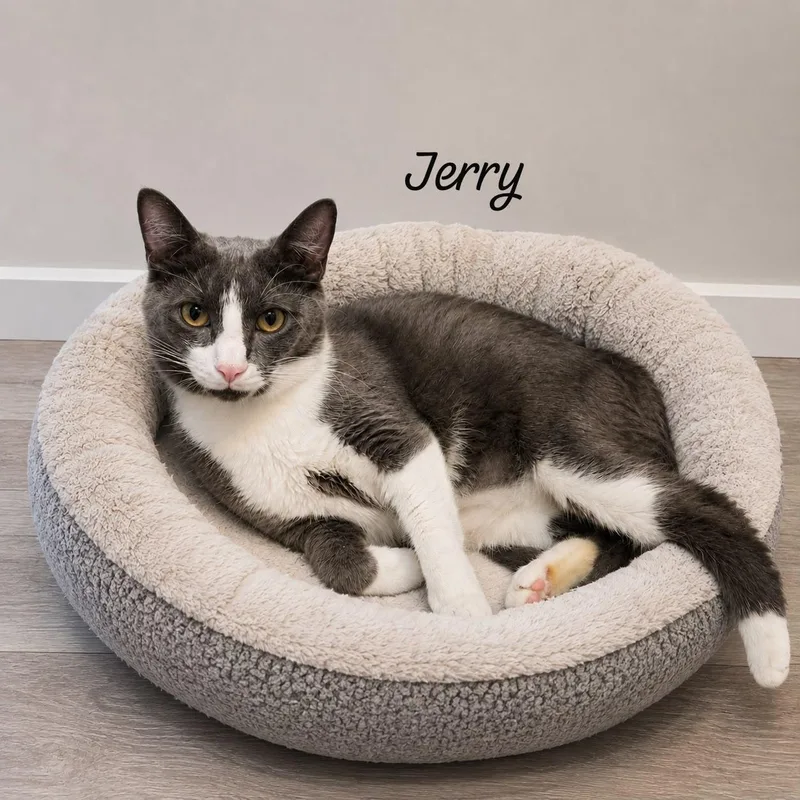 A young medium-sized male Black & White / Tuxedo Domestic Short Hair cat named Jerry for adoption in Berkeley Heights, NJ