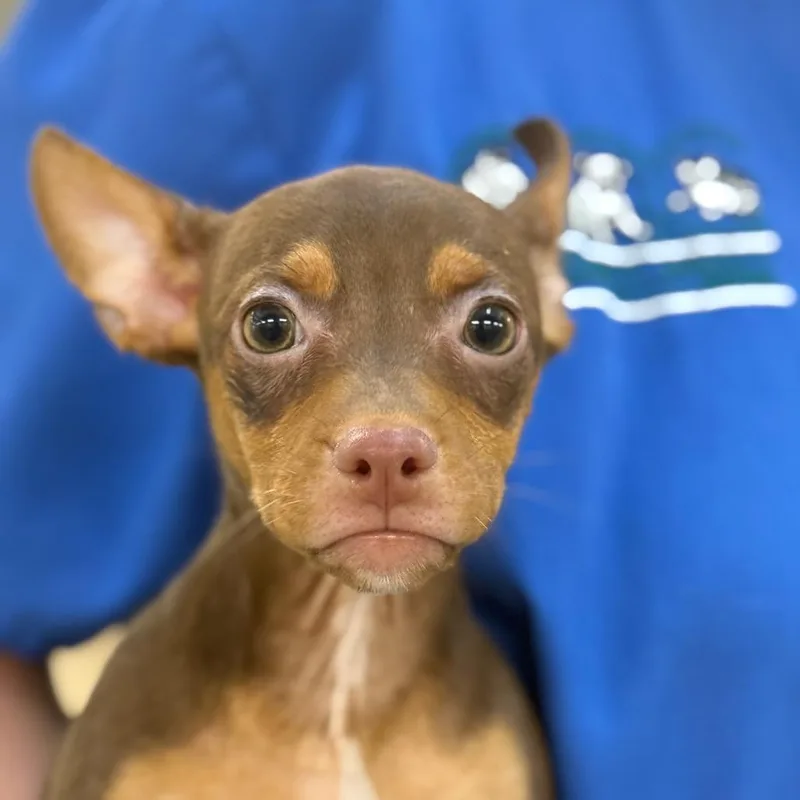 A baby small-sized male Yellow / Tan / Blond / Fawn Chihuahua dog named Rocko for adoption in Perkiomenville, PA