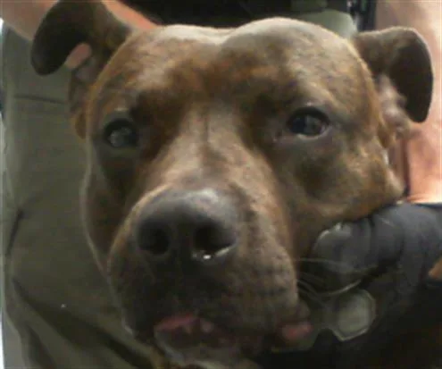 An adult medium-sized male Pit Bull Terrier dog named A for adoption in Charlotte, NC