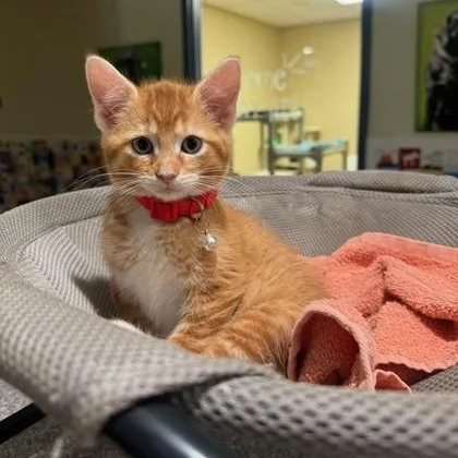 A young medium-sized male Orange & White Domestic Short Hair cat named Meenie for adoption in Quincy, IL
