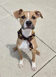 A young medium-sized male Boxer dog named Dylan for adoption in Bucyrus, OH