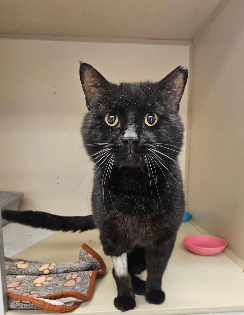 An adult large-sized male Black Domestic Short Hair cat named Unit for adoption in Mansfield, OH