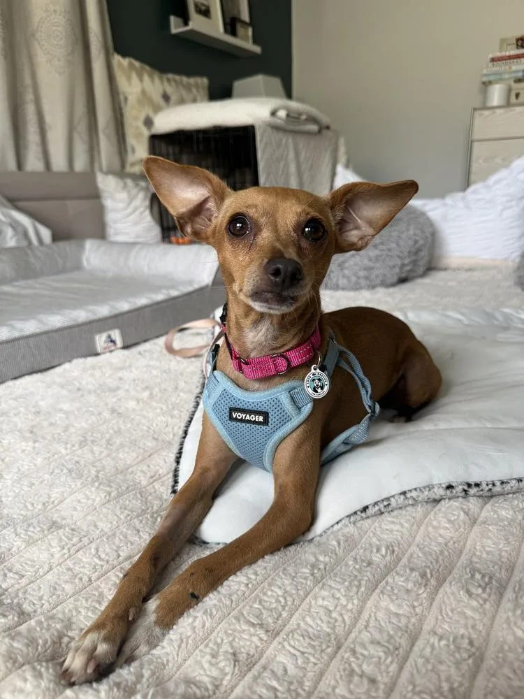 A young small-sized female Chihuahua dog named Fawn for adoption in Los Angeles, CA