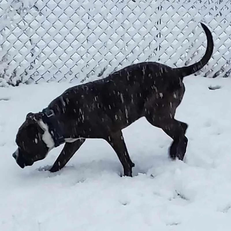 An adult large-sized male Brindle Pit Bull Terrier dog named Bubby for adoption in Glenmora, LA