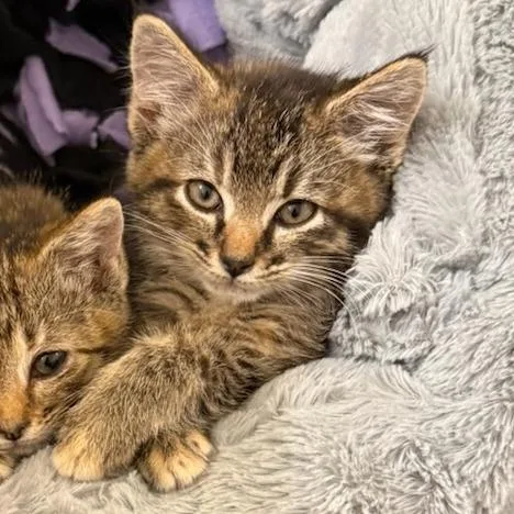A baby small-sized female Torbie Domestic Short Hair cat named Bobbie for adoption in Talent, OR