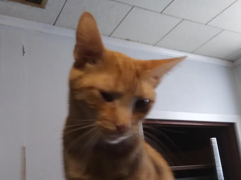 A young medium-sized male Orange & White Domestic Short Hair cat named Cricket for adoption in Port Wentworth, GA