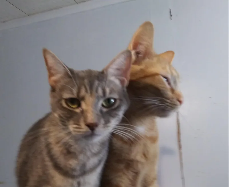 Cricket thumbnail 4