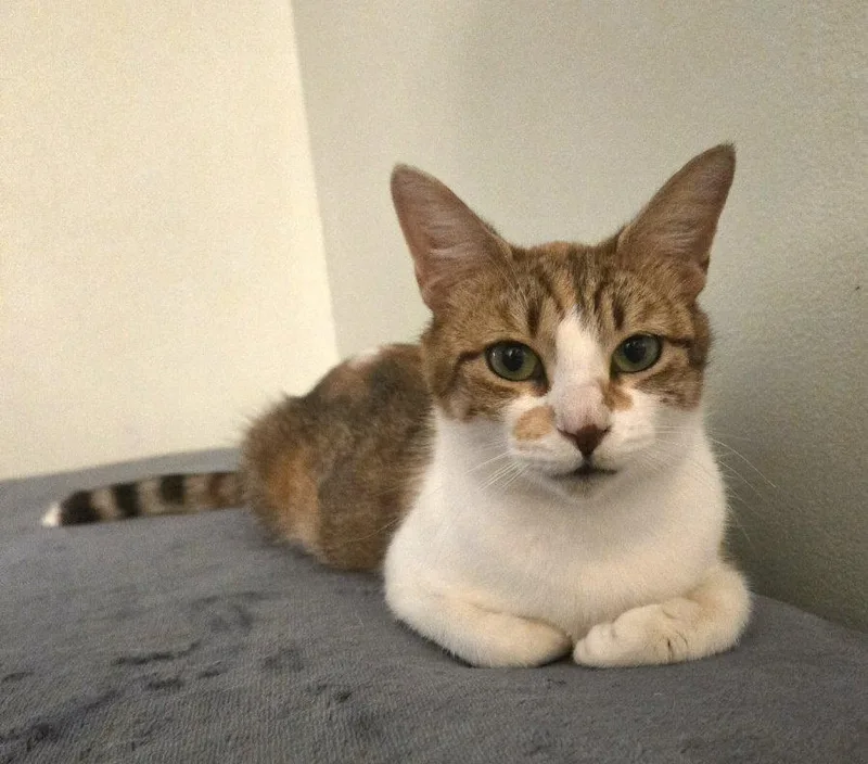 A young medium-sized female Domestic Short Hair cat named Iris for adoption in Walled Lake, MI