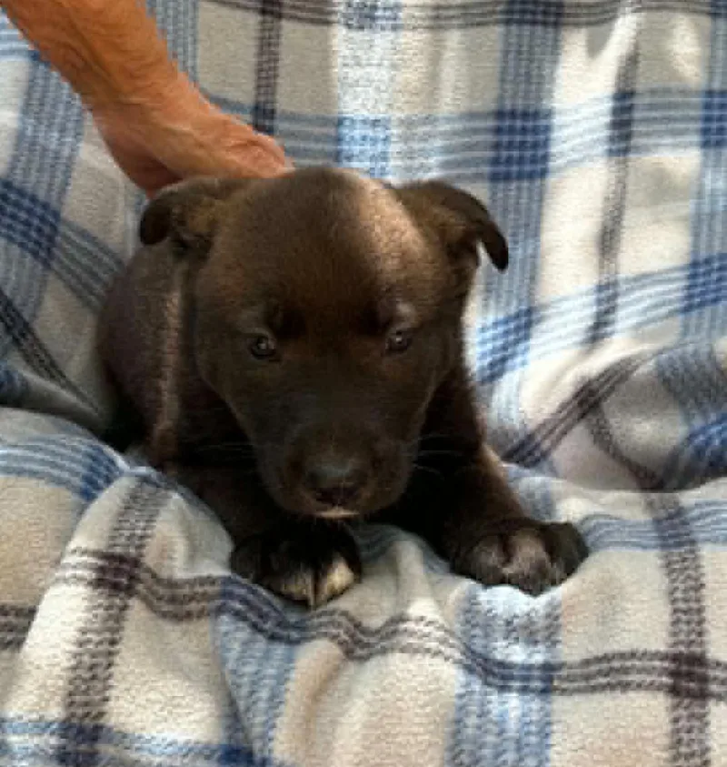 A baby medium-sized male Brown / Chocolate Husky dog named Re Musical for adoption in Andover, MA