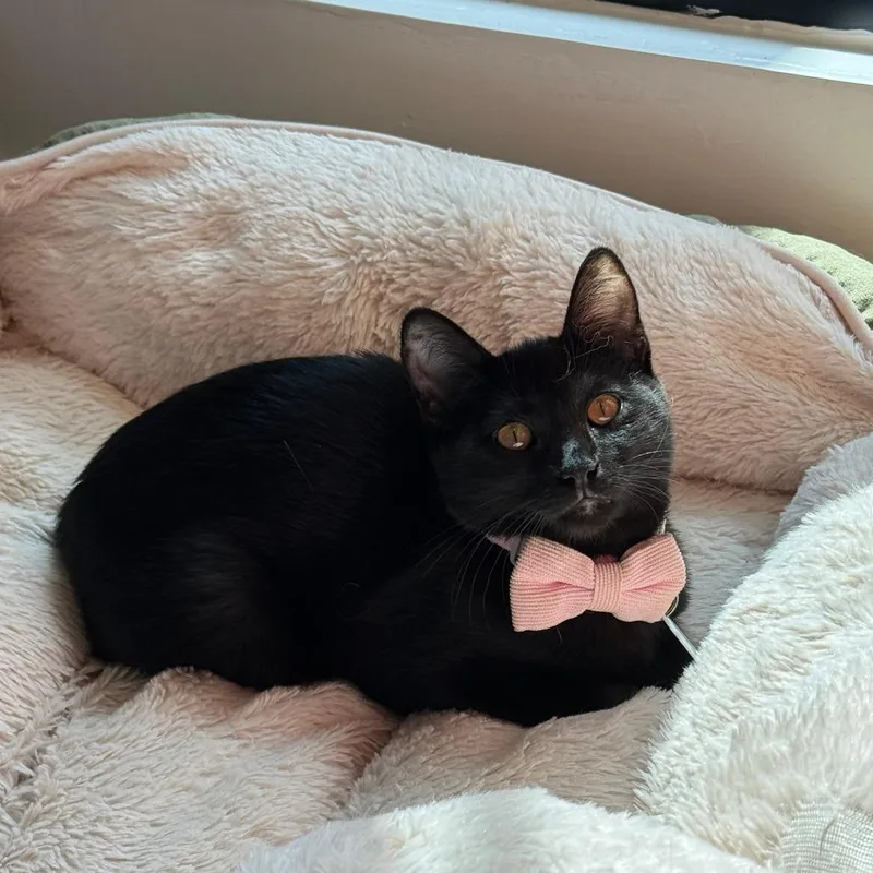 A baby small-sized female Black Domestic Short Hair cat named Nala for adoption in Austin, TX