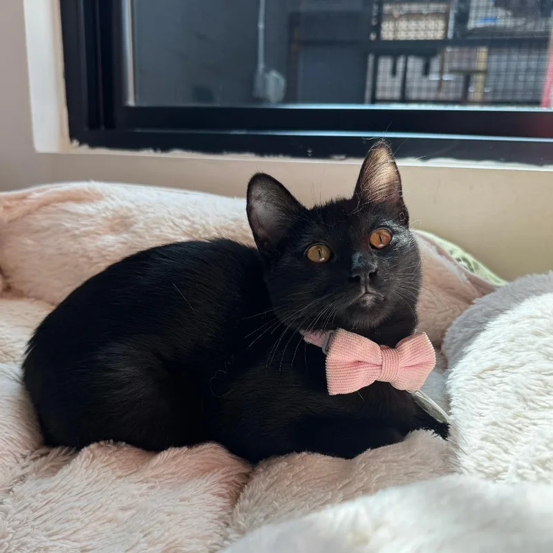 Nala thumbnail 3