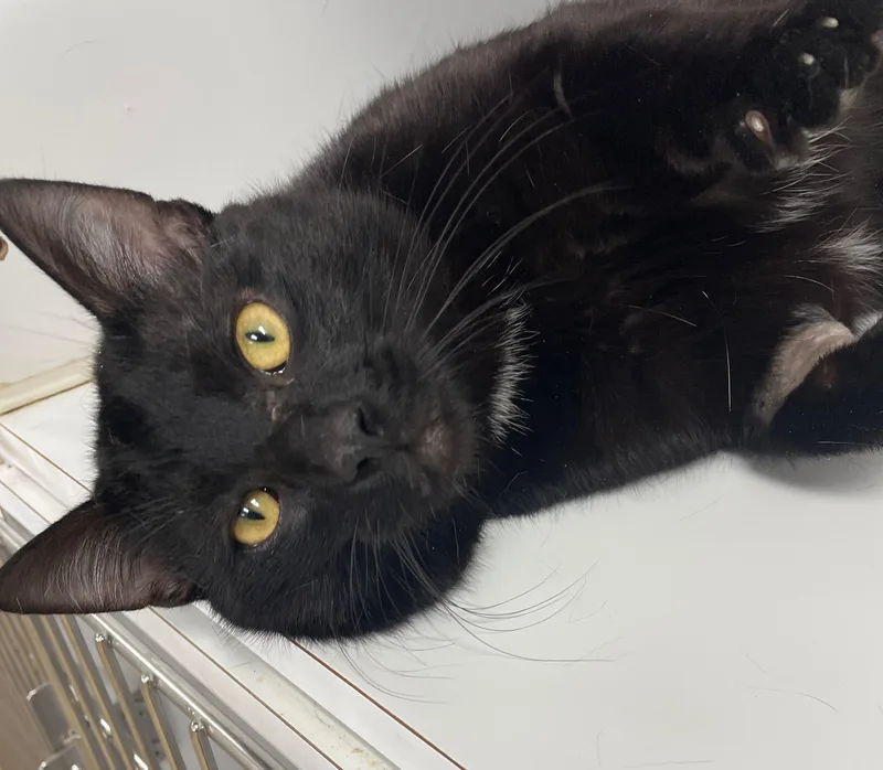 A young medium-sized male Black & White / Tuxedo Domestic Short Hair cat named Pawcasso for adoption in Neillsville, WI