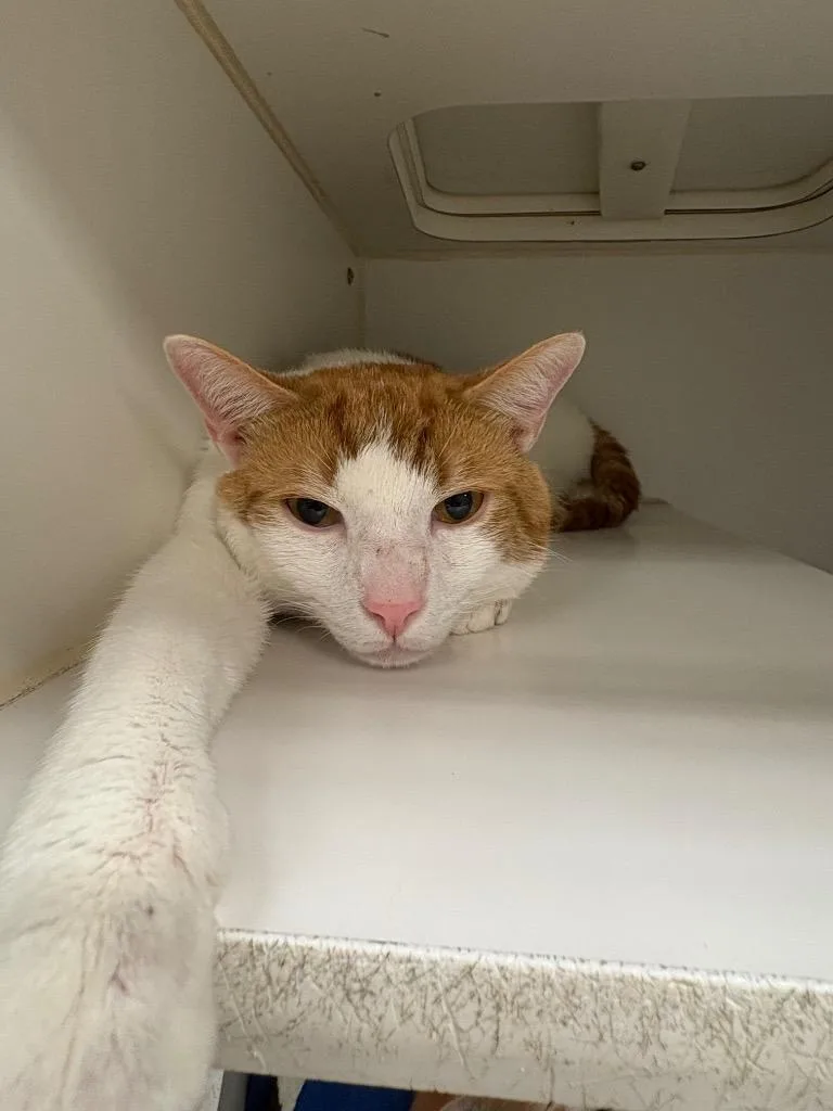 A young medium-sized male Domestic Short Hair cat named Tom Boy for adoption in Johnson City, TN