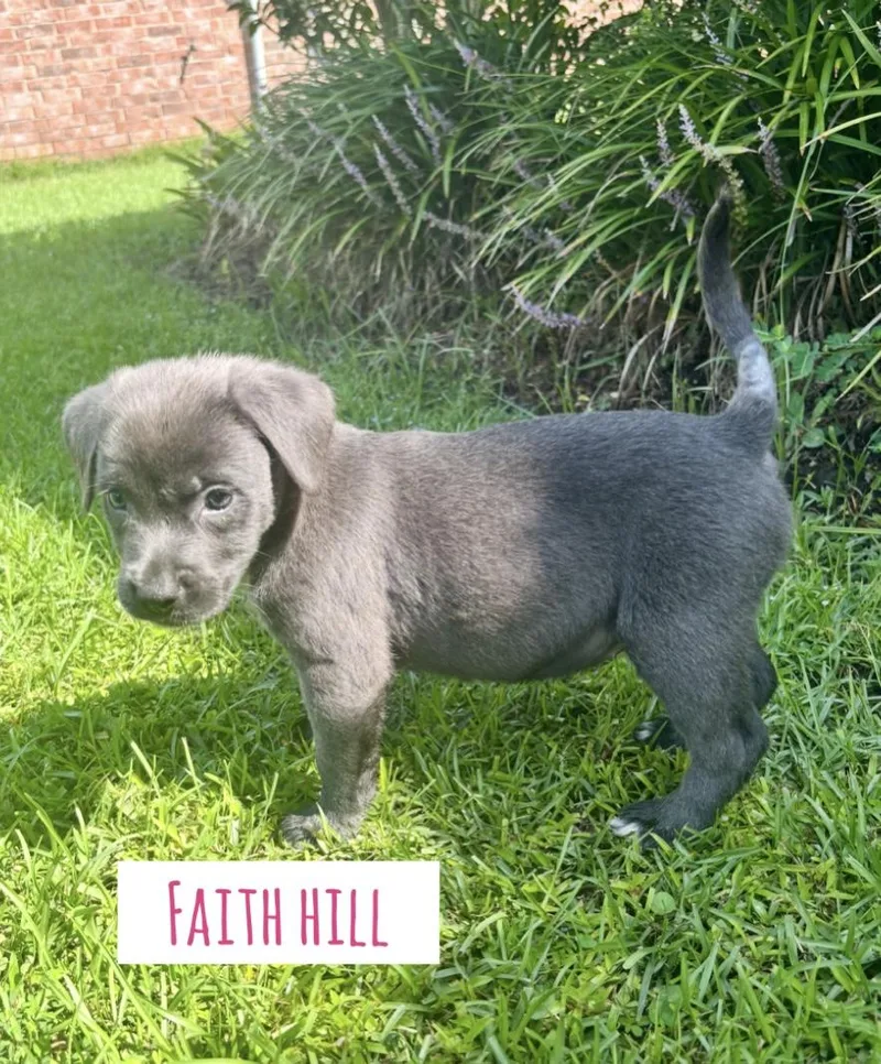 A baby medium-sized female Labrador Retriever dog named Faith Hill for adoption in Lutz, FL