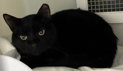 An adult small-sized male Domestic Short Hair cat named Ethan for adoption in Cumming, GA