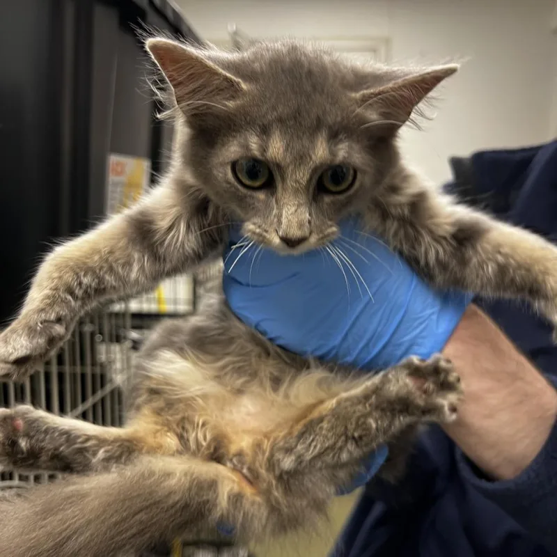 A baby small-sized female Domestic Long Hair cat named Fifi for adoption in Harrisonburg, VA