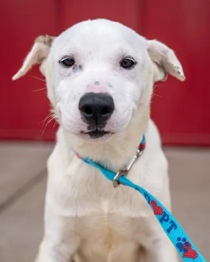 A baby medium-sized male Dutch Shepherd dog named Nemo for adoption in Pequot Lakes, MN