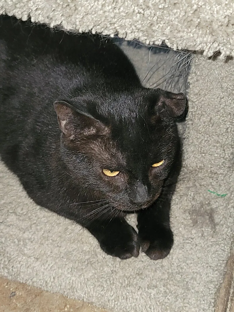 An adult large-sized male Domestic Short Hair cat named Dwayne for adoption in Locust Grove, VA