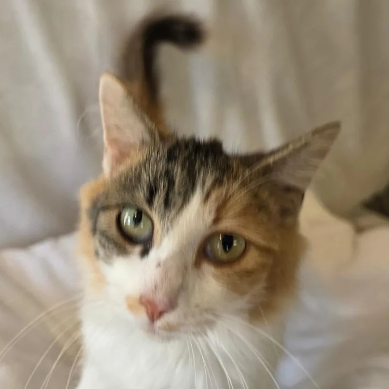 A young small-sized female Calico Domestic Long Hair cat named Birdie for adoption in Pittsburg, KS