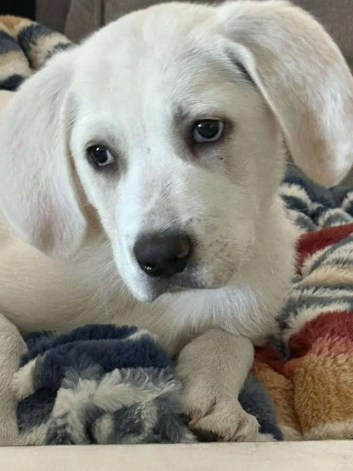 Three Amigos: Grady thumbnail 2