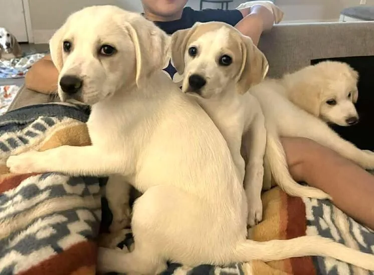 Three Amigos: Grady thumbnail 5