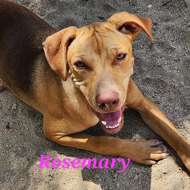 A baby medium-sized female Red / Chestnut / Orange Vizsla dog named Rosemary for adoption in Bend, OR