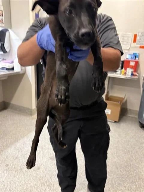 A young medium-sized female Labrador Retriever dog named Luna for adoption in Houston, TX