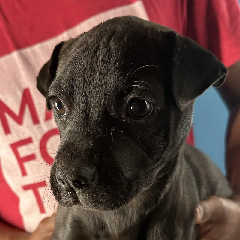 Dottie  Local April thumbnail 2