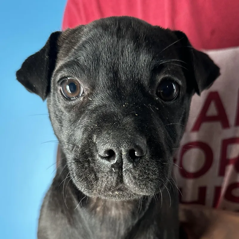 Dottie  Local April thumbnail 3