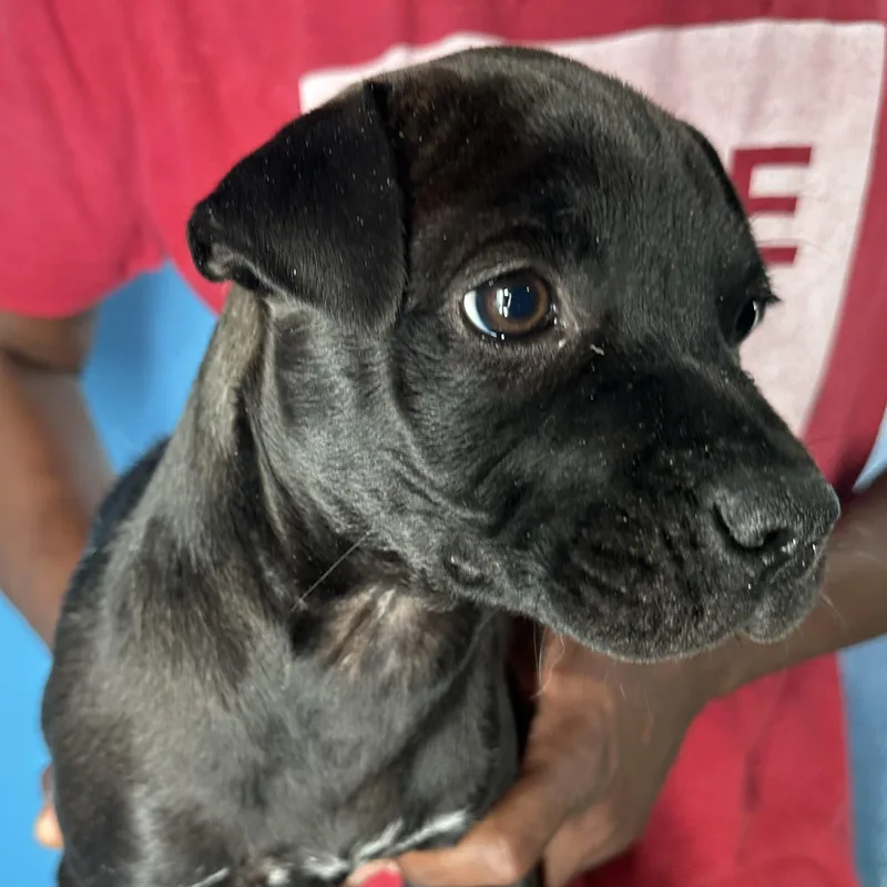 Dottie  Local April thumbnail 4