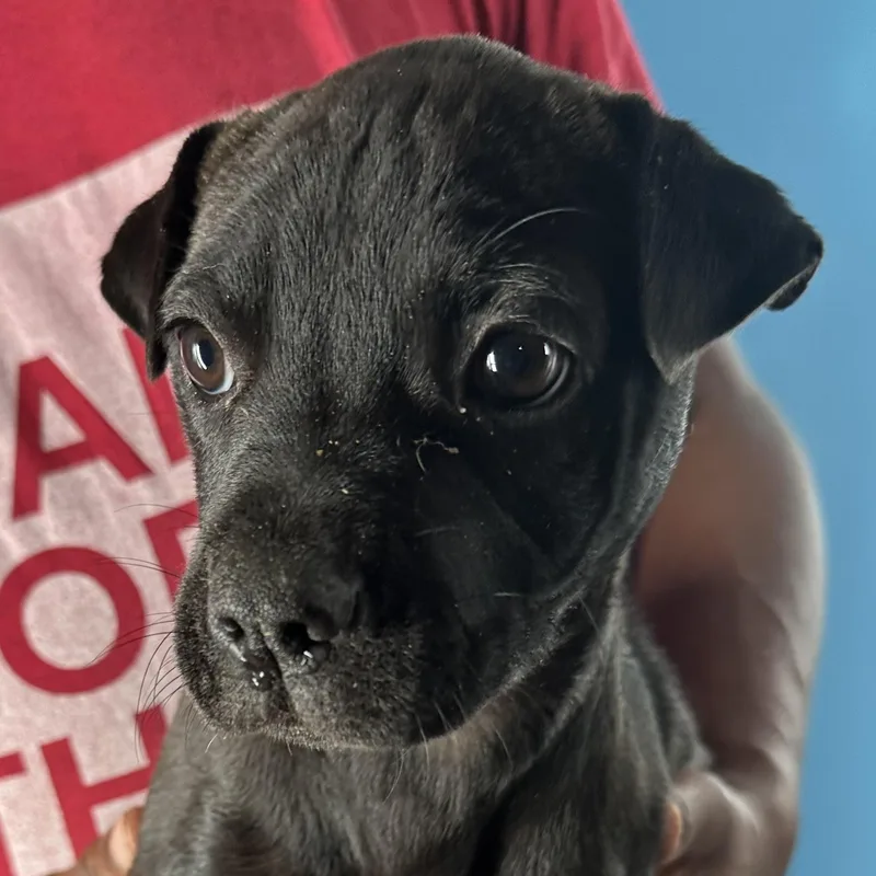 Dottie  Local April thumbnail 5