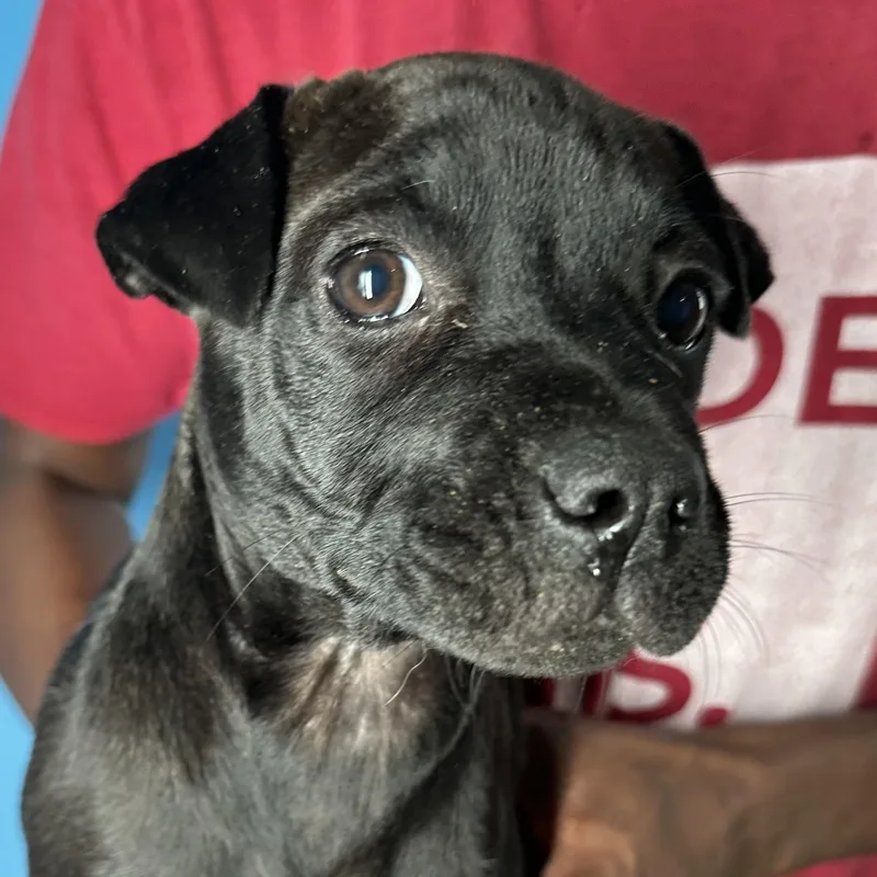 Dottie  Local April thumbnail 6