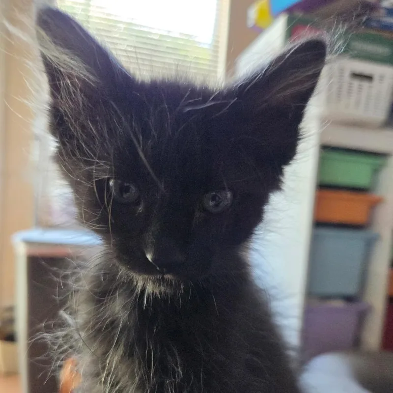 A baby small-sized male Black Domestic Short Hair cat named Onyx for adoption in Orangevale, CA