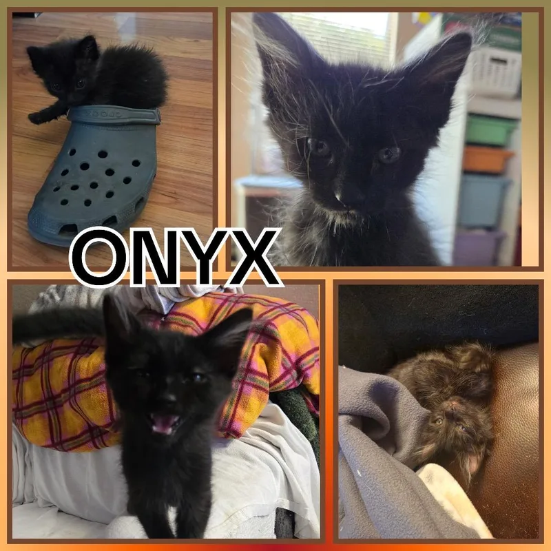 Onyx thumbnail 4