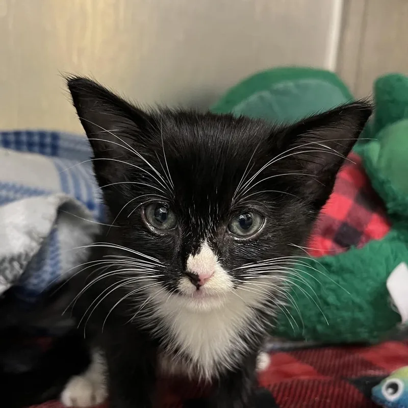 A baby small-sized female Black Domestic Short Hair cat named Tulip for adoption in West Palm Beach, FL