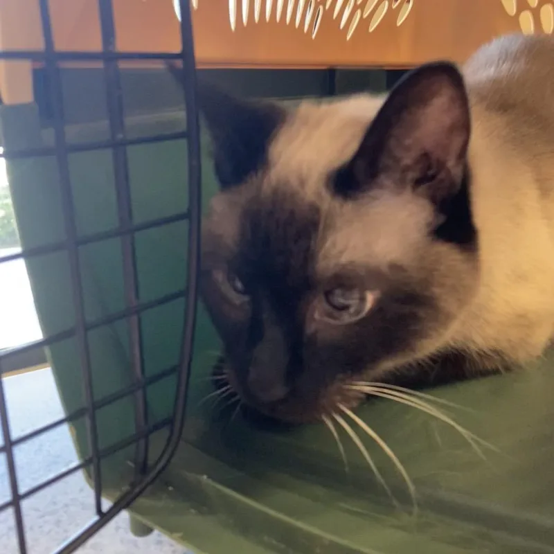 A senior small-sized female Siamese cat named Baby for adoption in Blue Ridge, GA