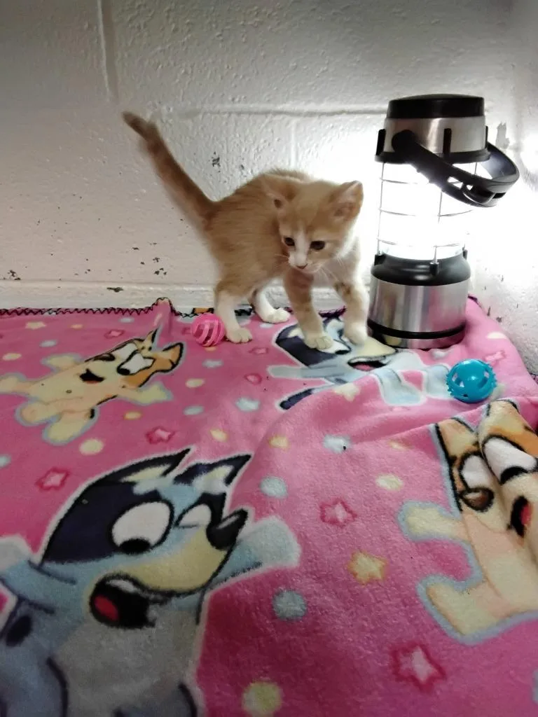 A baby small-sized male Domestic Short Hair cat named Marius for adoption in Ada, OK