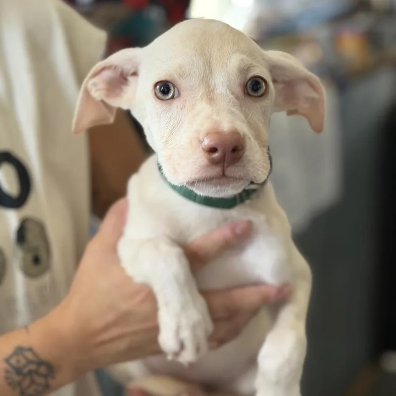 A baby medium-sized female Labrador Retriever dog named Janis for adoption in New Orleans, LA