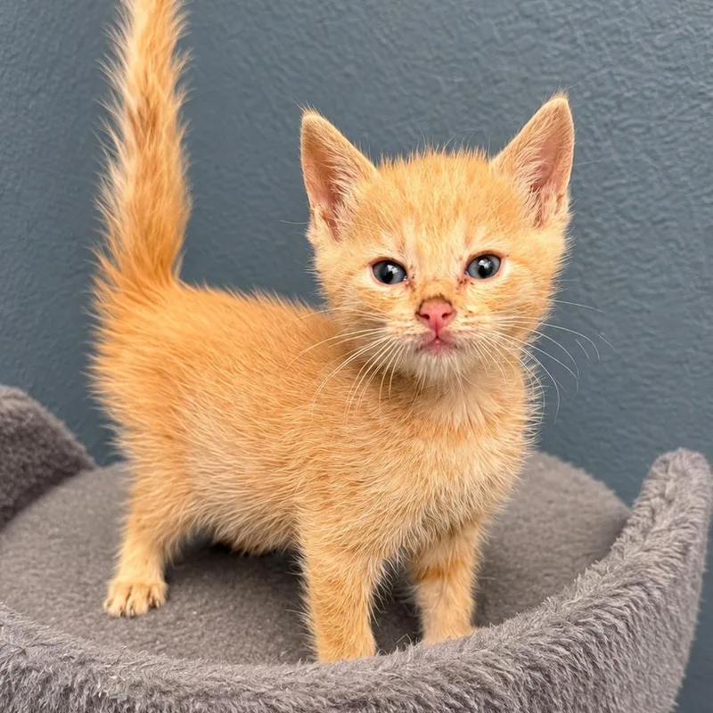 A baby small-sized male Orange / Red Domestic Short Hair cat named Bruce for adoption in Long Beach, CA