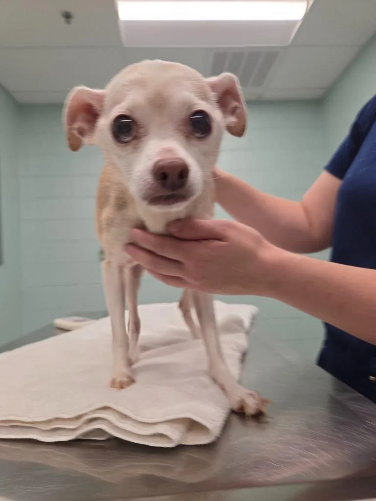 A senior small-sized male Terrier dog named Charlie for adoption in Athens, TN