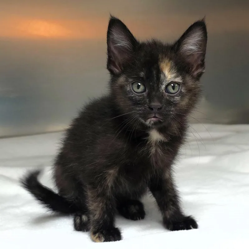 A baby small-sized female Tortoiseshell Domestic Short Hair cat named Seiya for adoption in Michigan City, IN