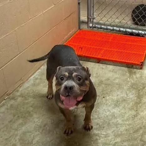 An adult medium-sized female Brown / Chocolate Mixed Breed dog named Diva for adoption in Edwardsville, IL