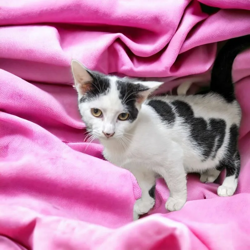 Cowboy & Chevy  thumbnail 3