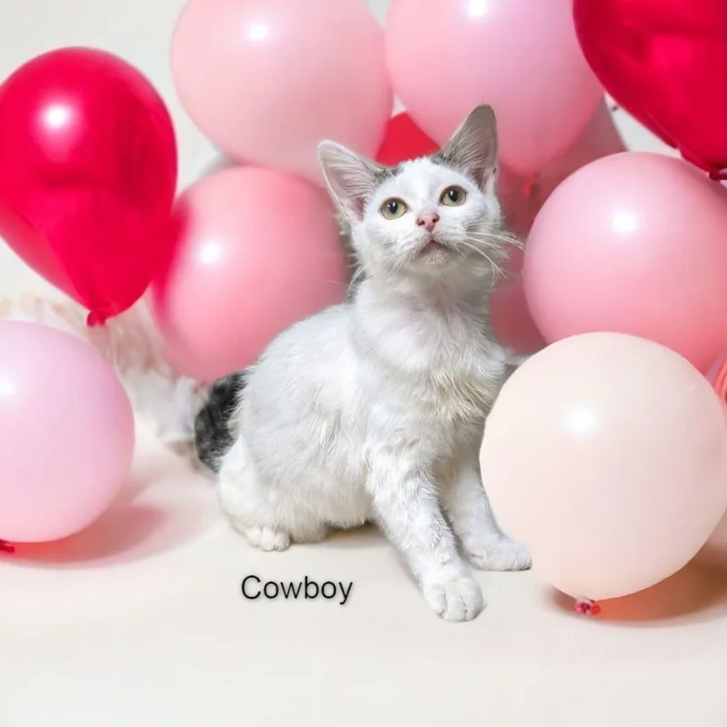 Cowboy & Chevy  thumbnail 5