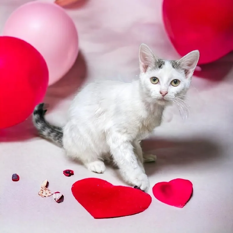 Cowboy & Chevy  thumbnail 6