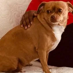A senior medium-sized female Brown / Chocolate Chihuahua dog named Sassy for adoption in Montgomery, AL