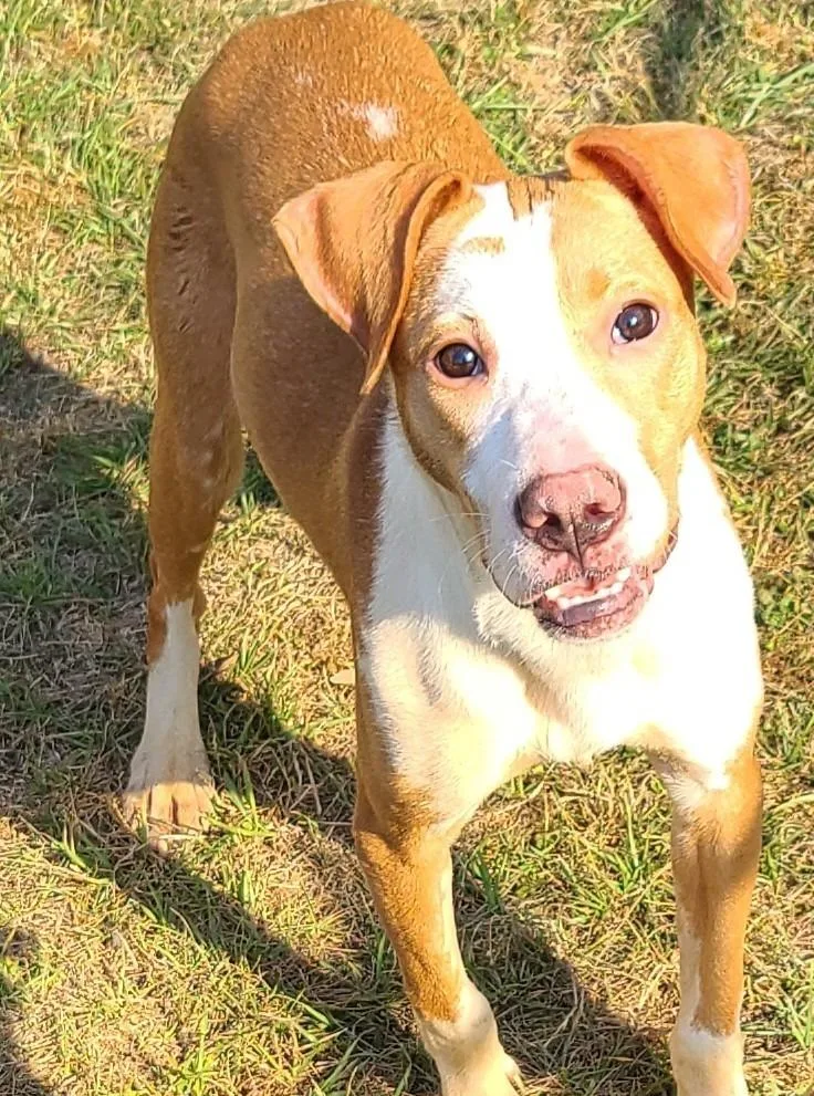 A baby medium-sized female Pit Bull Terrier dog named Bella for adoption in Swainsboro, GA