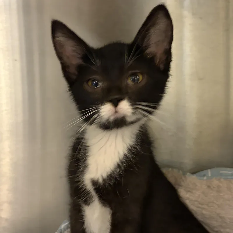 A baby medium-sized male Black Domestic Short Hair cat named Buster for adoption in Charleston, SC