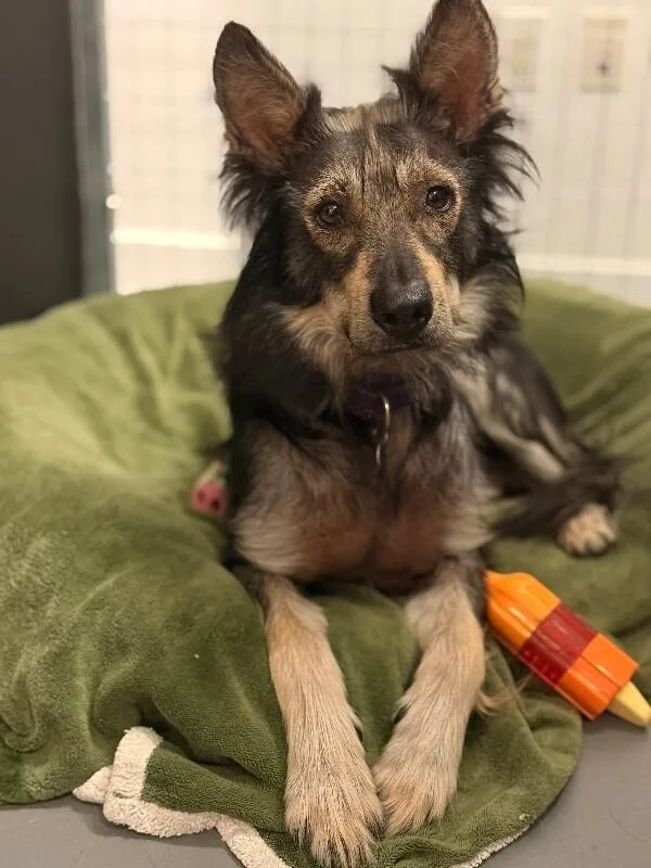 An adult medium-sized female Gray / Blue / Silver Shepherd dog named Whiskey for adoption in Van Nuys, CA